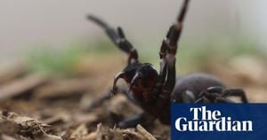 Sydney Residents Turn Deadly Funnel-Web Spiders Into Lifesavers