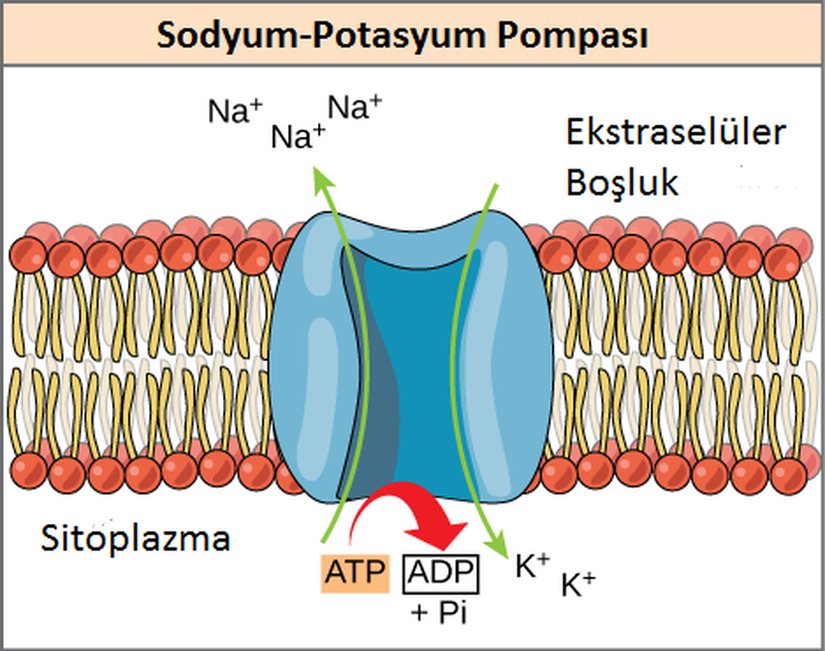 Enerji Bağlantısı: Sodyum-potasyum pompaları, hücre zarı boyunca sodyum ve potasyum iyonlarını pompalamak için ekzergonik ATP hidrolizinden elde edilen enerjiyi kullanır.
