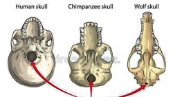 Foramen Magnum'dan Anatomik Tespit Yöntemi