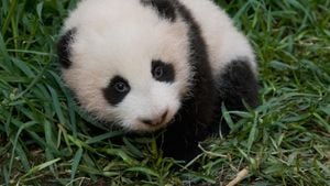 Giant Pandas Bring Joy And Diplomacy Back To Washington