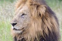 Search for Kruger National Park lions continuing into Easter weekend | The Citizen