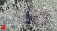 Doerner Fir on fire: One of world’s tallest trees burns from inside; 50 feet lost, cause unknown - Times of India