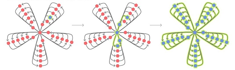 SÜPERYILDIZ: GÜÇLÜ YÜKSELTİCİ: Bu oldukça karmaşık, ilmek oluşturan yapıda, ekstra uyumlu bir mutant ortaya çıkacak olursa sonunda bütün popülasyona hakim olacaktır.