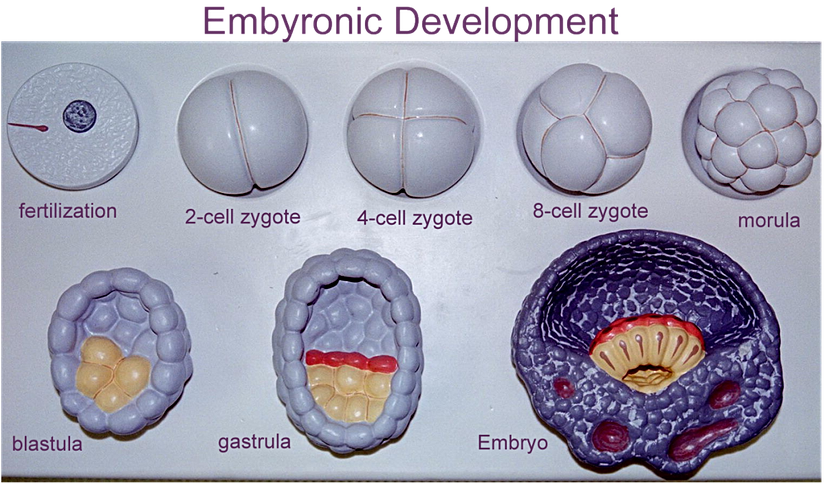 Embriyonun evreleri...