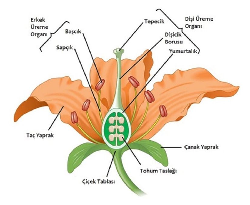 Bir tam çiçeğin yapısı