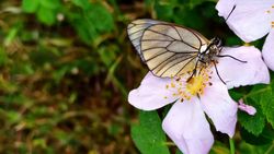 Alıç kelebeği (Aporia crataegi)