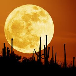 Saguaro Moon