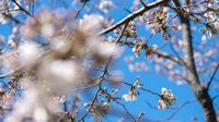 Cherry blossoms reach stage 5 of 6, nearing peak bloom