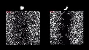 Fibroblastlar Yara İyileşmesinde Gündüzleri Daha Aktif!