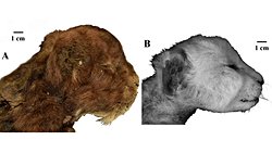 35.000 Yıllık Kılıç Dişli Yavru Kedi Mumyası Bulundu: Sibirya'nın Donmuş Topraklarından Eşsiz Bir Keşif.