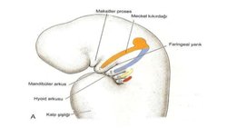 Faringeal Arkların İnsan Evrimindeki Yeri