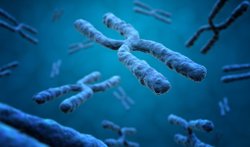 Y Kromozomunun Yok Oluşuna Karşı İnsanlığın Evrimsel Uyumu: Dikenli Sıçan Umut Veriyor.