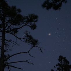 Forest and Sky