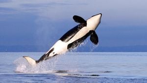 Record Killer Whale Sightings Transform Salish Sea