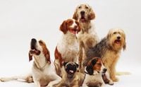 Rome's Fiumicino Airport Opens Luxury Dog Hotel For Traveling Pet Owners