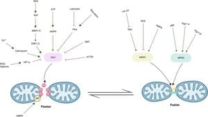 Mitochondrial Positioning Essential For Neuronal Growth Revealed