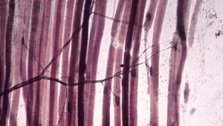 Kaslarımızda Bulunan Reseptörler Nelerdir?