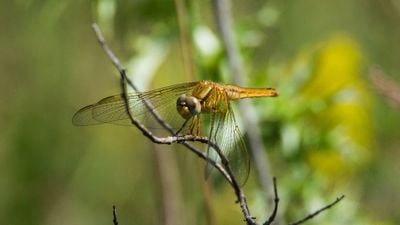 Kızıl yusufçuk (Crocothemis erythraea)