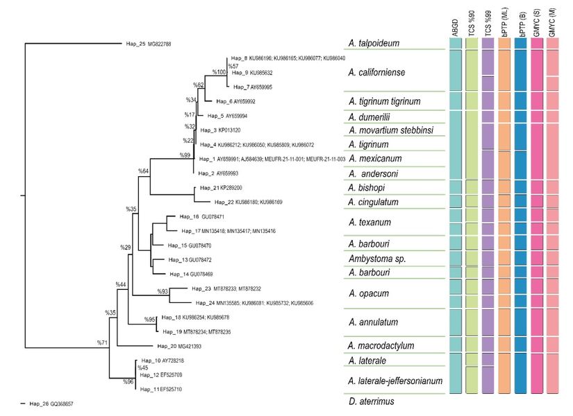 Biyoinformatik analizler sonucunda ortaya çıkan aday tür grupları. COI veri seti ile inşa edilen maksimum olasılık ağacı (solda), % rakamlar UFBoot2 ile hesaplanan dal destek değerlerini göstermektedir. Sağdaki renkli sütünlar tür sınırlarını belirleme testlerine göre aday tür gruplarını göstermektedir.