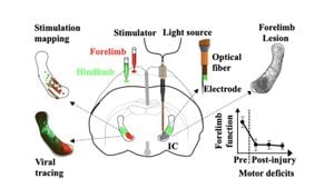 Rehabilitation Enhances Motor Recovery After Stroke Through Neuronal Circuit Plasticity