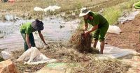 Đắk Lắk: Hàng chục cán bộ xã xuống đồng gặt lúa, giúp dân chạy lũ
