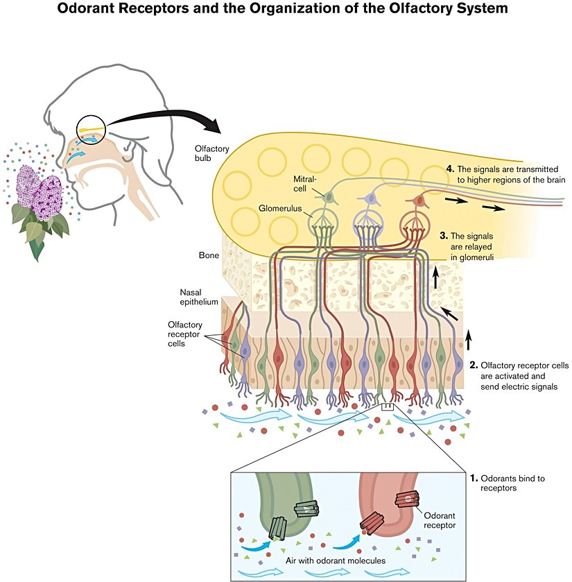 Koku reseptörleri ve olfaktör sistem