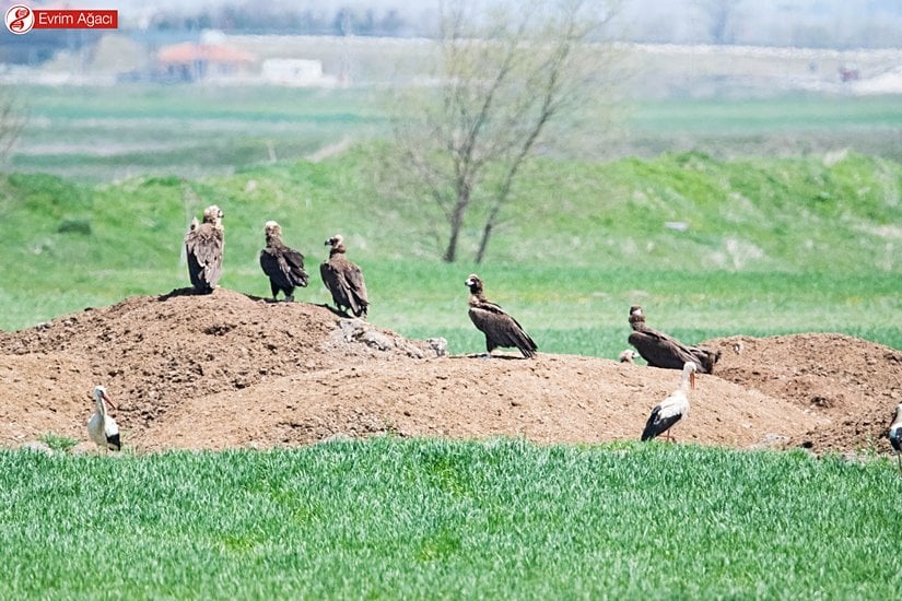 Yere inmiş bir grup kara akbaba ve leylek, Bolu/Dörtdivan.