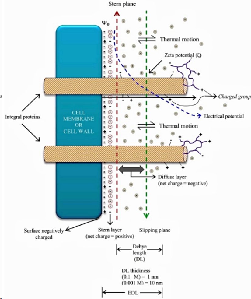 Şekil 1. Şematik olarak, bir yüklü hücre duvarının veya yaşayan bir hücrenin membranının yüzeyinde, bir nanopartikül (NP) veya bir nanomalzeme (NM) bir sıvıya maruz kaldığında dinamik bir yapı olarak elektrik çift tabakanın (EDL) temsili. Terim EDL, yüzeydeki iki paralel yük tabakasına atıfta bulunur. Stern tabakası (pozitif net yük ile), kimyasal etkileşimler nedeniyle yüzeye adsorbe olan iyonlardan oluşur. Dağılmış tabaka (negatif net yük ile), Stern tabakasının yüzey yüklerine Coulomb kuvveti aracılığıyla çekilen iyonlardan oluşur. Dağılmış tabaka, sıvı içinde elektrik çekimi ve termal hareketin etkisi altında hareket eden serbest iyonlardan oluşur. Debye uzunluğu, EDL'nin hareketli iyonlarının kalınlığıdır ve yüzeyin elektrik potansiyeli etkisi altındaki mesafeyi işaret eder. Zeta potansiyeli, kayma düzlemindeki elektrik potansiyelidir. Kayma düzleminin altında bulunan hacim, yüzeye göre teğet moleküler hareketi gösterir. Seyreltilmiş çözeltilerde (0.001 M), Debye uzunluğu yaklaşık olarak 10 nm'dir, ancak iyonik kuvvetle azalır (0.1 M'de 1 nm). Bitkilerde, Debye uzunluğu genellikle 1-2 nm arasındadır, çünkü biyolojik sıvılarda iyonik kuvvet genellikle yaklaşık 0.15 M'dir. Bütünleşik proteinlerin transmembran alanları 2 ile 7 nm arasında uzanabilir, bu nedenle proteinlerin pozitif ve negatif yüklü grupları ve tanıma siteleri veya reseptörleri EDL'nin dışında yer alır. Diğer yandan, bütünleşik proteinlerle ilişkili periferik proteinler EDL'den daha da uzakta bulunur.
