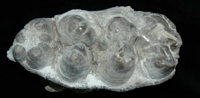 Proboscidea'ya ait bir molar (Büyük azı dişi)