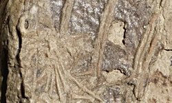 Bilim İnsanları, Dinozor Tarafından Yenen Memelinin İlk Keşfini İddia Ediyor