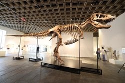 Gerçek T. rex İstersek 30 Milyon Dolara Satılıyor: "Gus" Açık Artırması Fosil Ticareti Tartışmasını Alevlendirdi.
