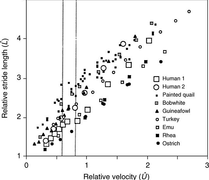 İnsanlar ve çeşitli kuşlar için göreli adım uzunluğu-boyutsuz hız grafiği. Kesikli çizgiler yürümeden koşmaya geçişin yapıldığı hız aralığını göstermektedir.