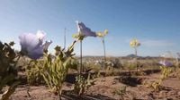 The world's driest desert blooms into a rare, fleeting flower show