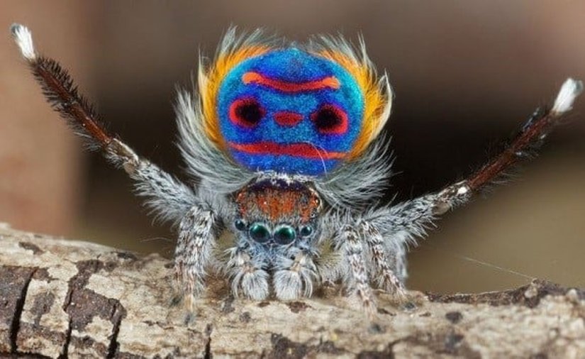 Maratus speciosus