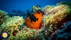 Biyoçeşitlilik Nereye Gidiyor Böyle?