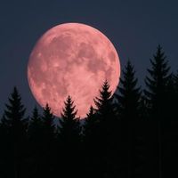 Świnoujście w sieci: Różowy Księżyc 2025: Kiedy oglądać kwietniową pełnię i co zobaczymy na niebie?