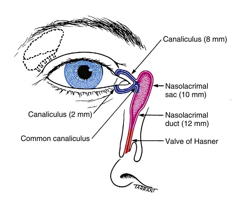 Göz yaşlarının geri emilimini (direnajını) sağlayan kanalların anatomisi