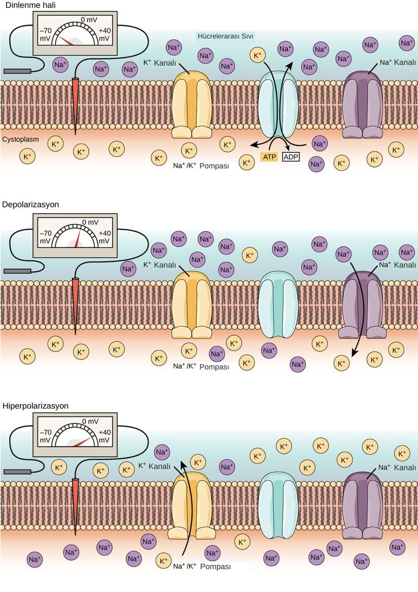Sinir hücresinin iç ve dış membranı arasında gerçekleşen sodyum potasyum değişimine bağlı olarak voltaj oluşumunu gösteren görsel.