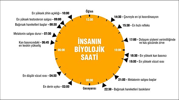 Sirkadiyen Ritim ya da biyolojik saatin günlük döngüsünü anlatan bir görsel.