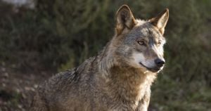 EU Takes Steps To Manage Growing Wolf Population