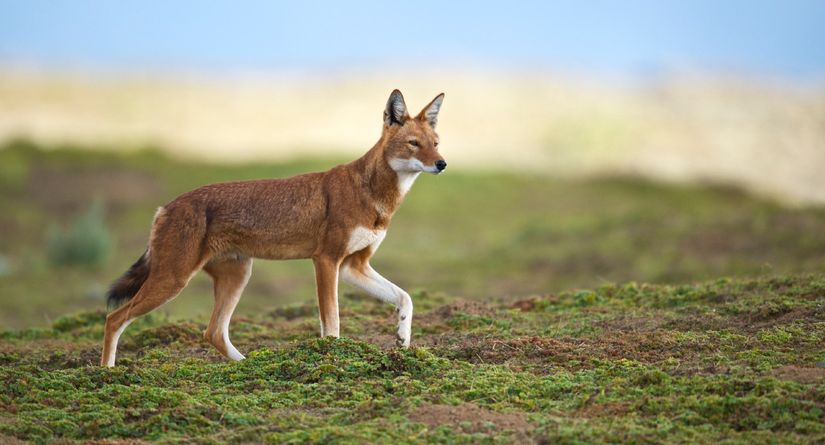 Habeş kurdu ya da Etiyopya kurdu (Canis simensis)