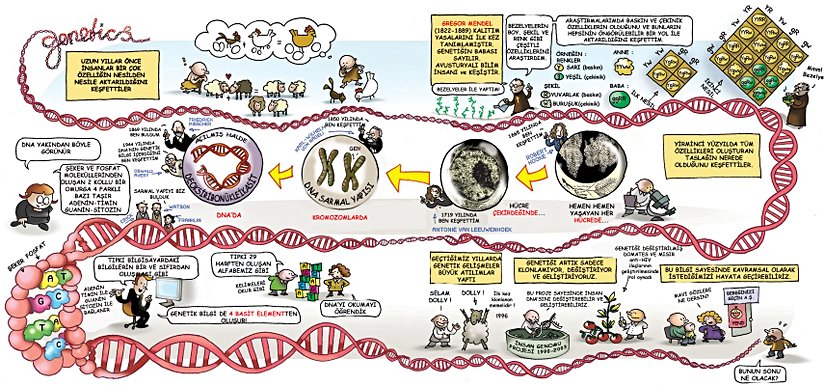 Bu görselde genetiğin bilim tarihindeki gelişimini ve genel olarak hangi bilim insanlarının ne katkıda bulunduğunu göreceğiz. Çocukların görsel hafızalarında yer ederek daha akılda kalıcı bir şekilde öğrenmelerine faydalı olacağını düşünüyoruz.