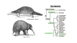 Yumurtlayan Memeliler (Prototheria)