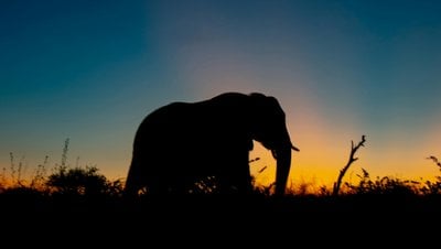 Kaçak Avlanma, Afrika Fillerinin Yıldırım Hızında Evrimleşmesine Neden Oldu!