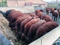 Alimentation des bovins : « Nos vaches salers ont accès à un silo d’ensilage d’herbe en libre-service »