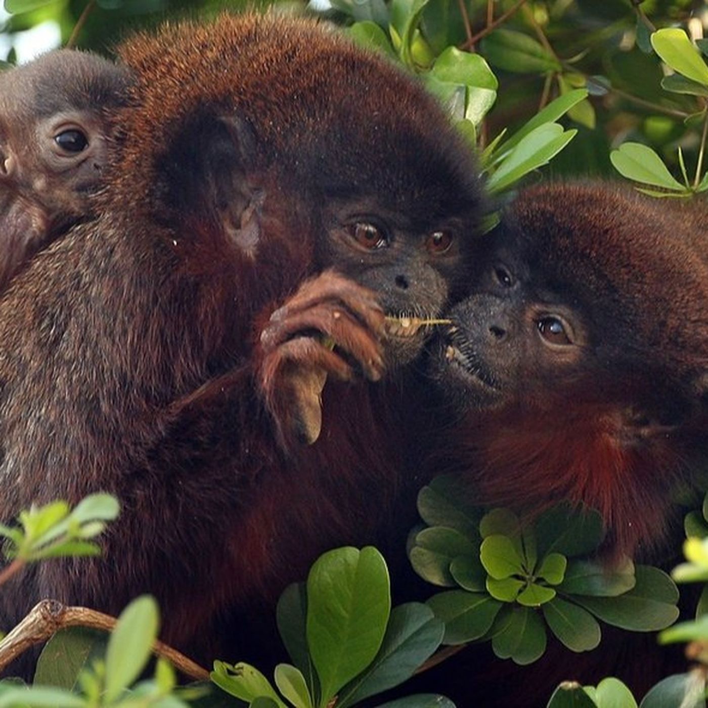 İnsanlarda Tek Eşlilik Nasıl Evrimleşti ve Bu Kadar Yaygınlaştı?
