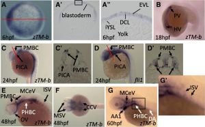 Knockdown Of Zebrafish Tmem242 Reveals Key Role In Hemostasis