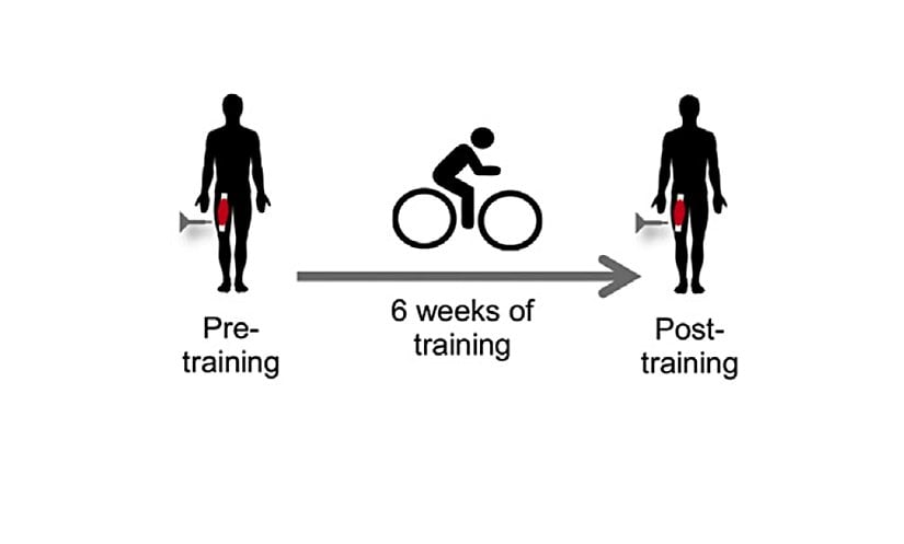 Deney öncesi ve sonrası biyopsi