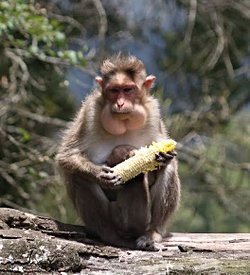 Makak maymunlarının yemek yediği videoları izlediğimize yemekleri boğazlarınım altındaki bir kesede biriktirdiklerini görüyoruz. Bu durum pek çok primatta varken bizde neden yok?