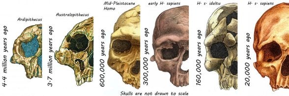 Skulls of Hominins